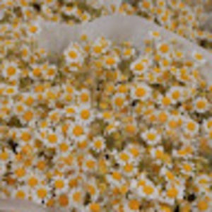 Meet your Posher, Josephine